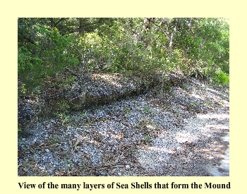 View of the many layers of Sea Shells that form the Mound