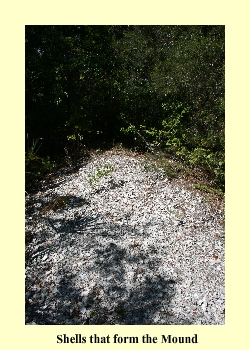 Shells that form the Mound