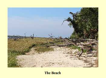 The Beach