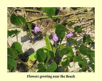 Flowers growing near the Beach