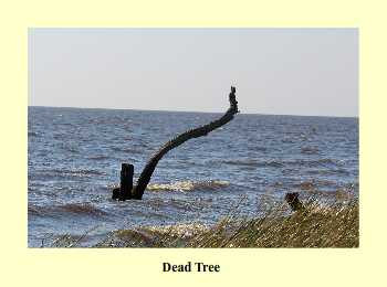 Dead Tree