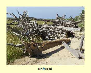 Driftwood