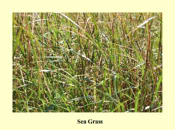 Sea Grass