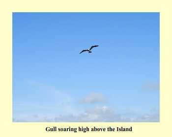 Gull soaring high above the Island