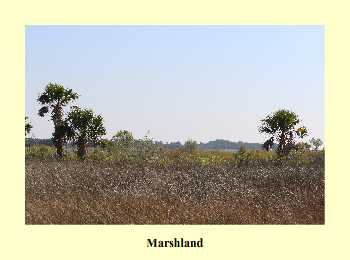 Marshland