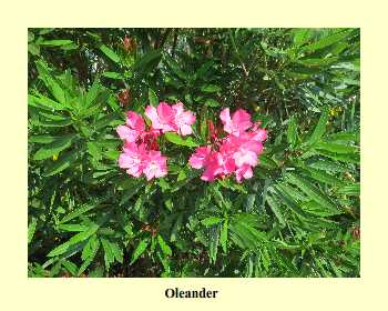 Oleander