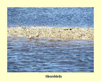 Shorebirds