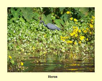 Heron