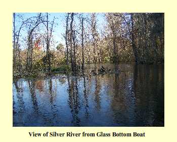 View of Silver River from Glass Bottom Boat