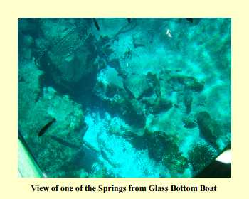 View of one of the Springs from Glass Bottom Boat