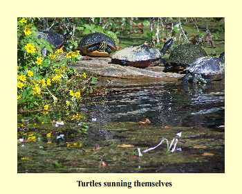 Turtles sunning themselves