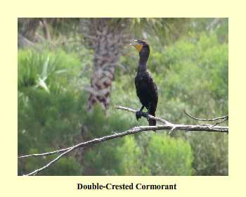 Cormorant