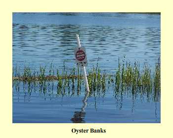 Oyster Banks