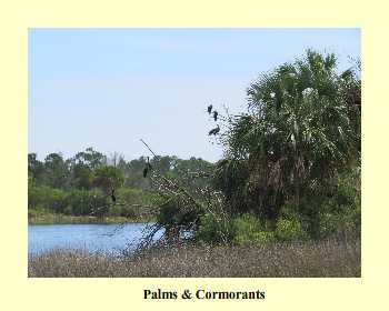 Palms & Cormorants