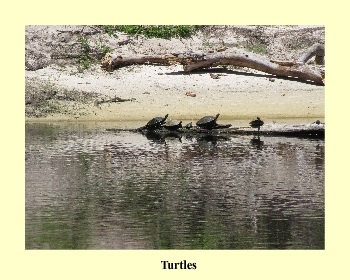 Turtles