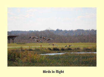 Birds in Flight