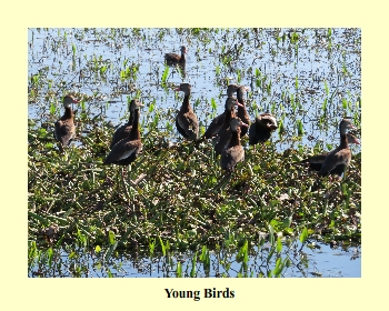 Young Birds