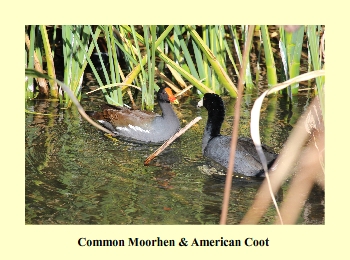 Common Moorhen & American Coot