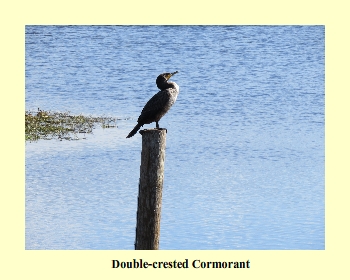 Double-crested Cormorant