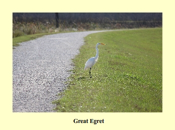 Great Egret