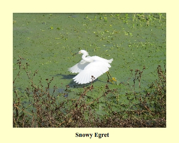 Snowy Egret