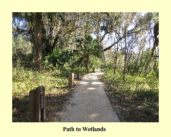 Path to Wetlands