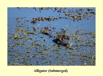 Alligator (Submerged)