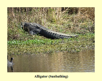 Alligator (Sunbathing)