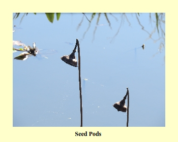 Seed Pods