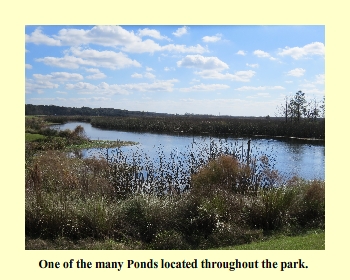 One of the many Ponds located throughout the park.