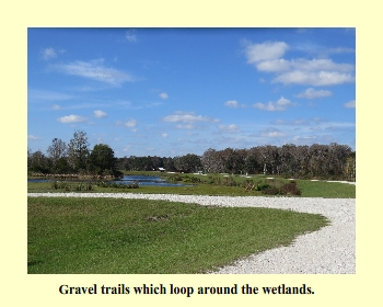 Gravel trails which loop around the wetlands