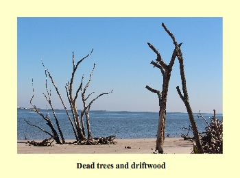 Dead trees and driftwood