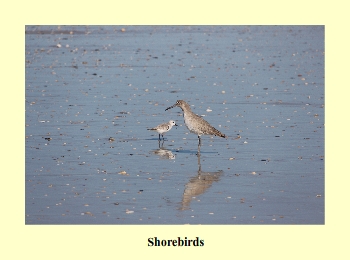 Shorebirds