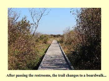 After passing the restrooms, the trail changes to a boardwalk...