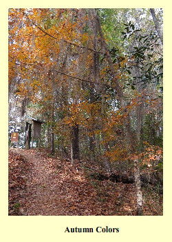 A Symphony of Color: Unveiling Torreya State Park's Fall Foliage