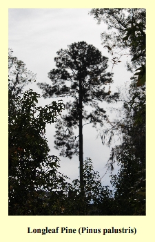 Longleaf Pine (Pinus palustris)