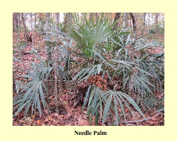 Needle Palm