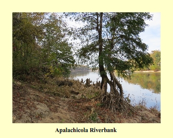 Apalachicola Riverbank