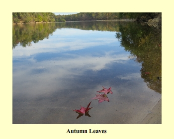 Autumn Leaves