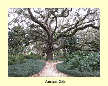 Ancient Oak