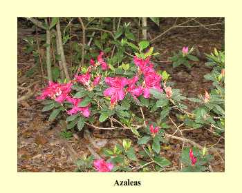 Azaleas