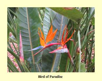 Bird of Paradise