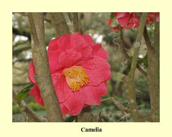 Camelia