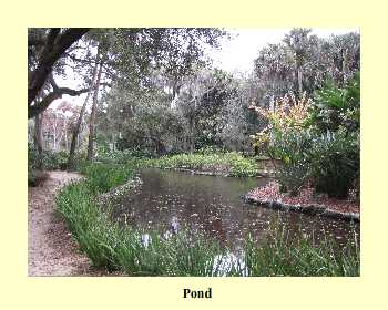 Pond