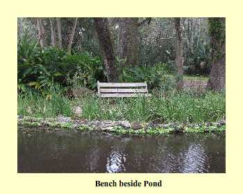 Bench beside Pond