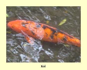 Koi