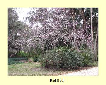 Red Bud