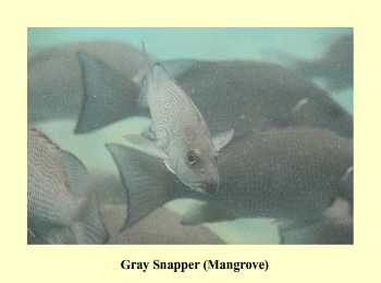 Gray Snapper (Mangrove)