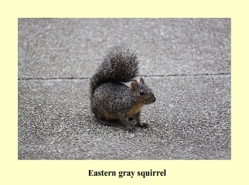 Eastern gray squirrel